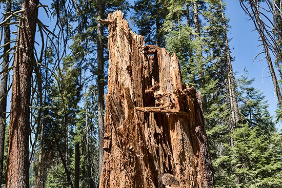 Sequoia National Park