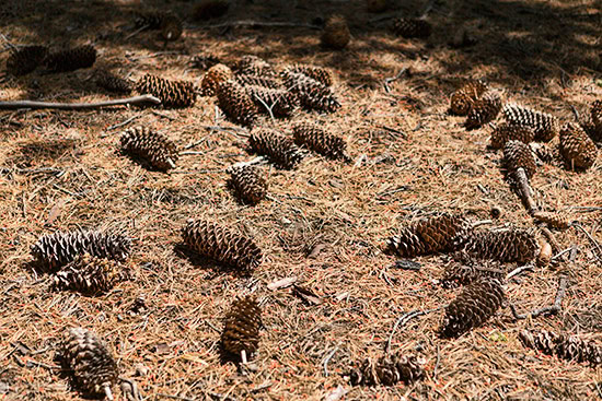 Sequoia National Park