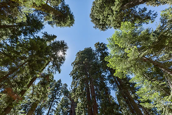 Sequoia National Park