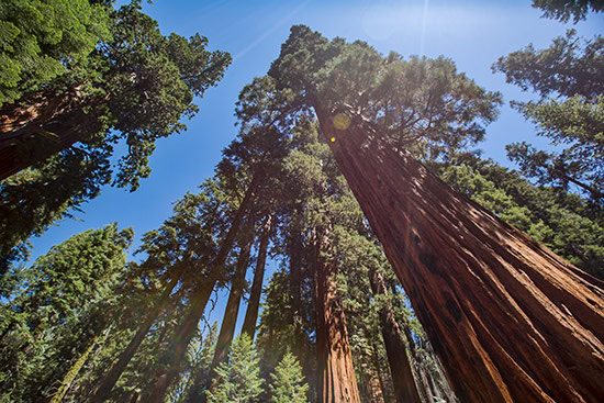 Sequoia National Park