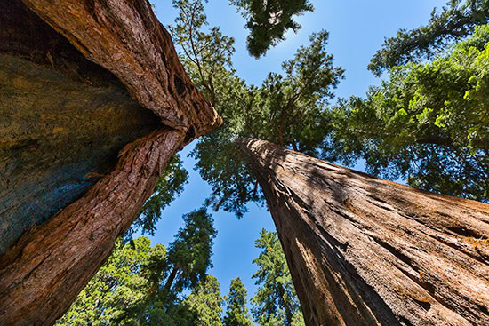 Sequoia National Park