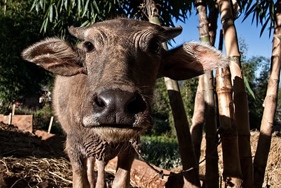 Myanmar