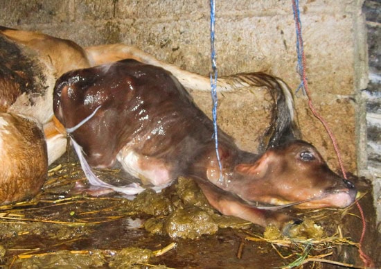 Birth of a Cow