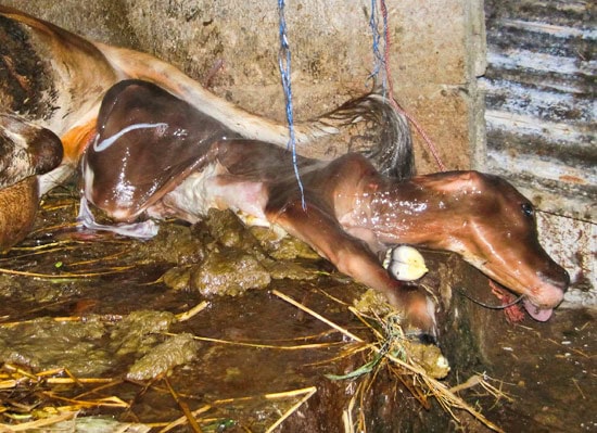 Birth of a Cow