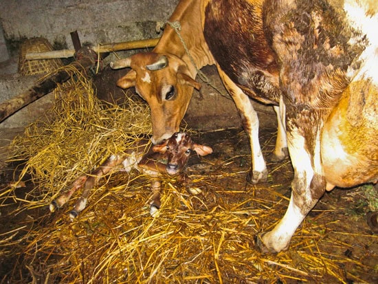 Birth of a Cow