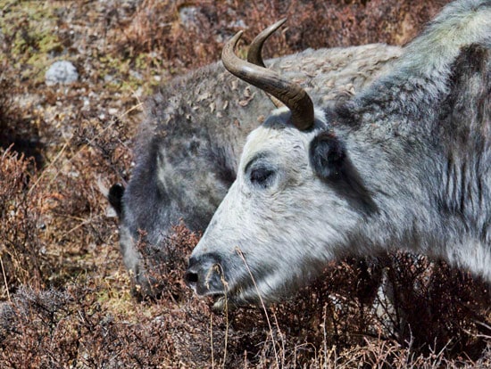 Langtang National Park