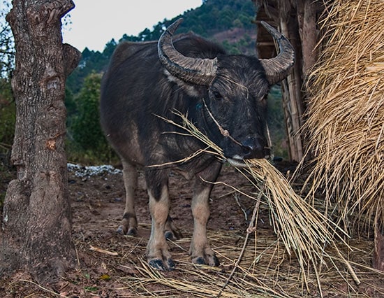 Myanmar