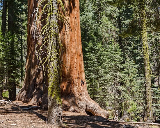 Sequoia National Park