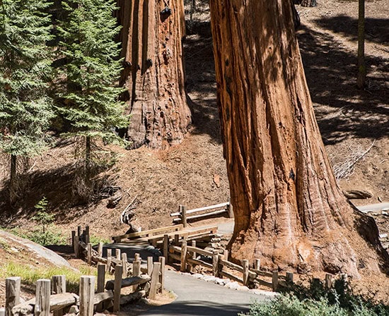 Sequoia National Park