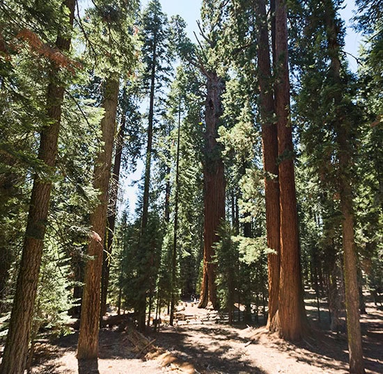 Sequoia National Park