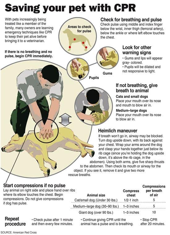 Dog CPR