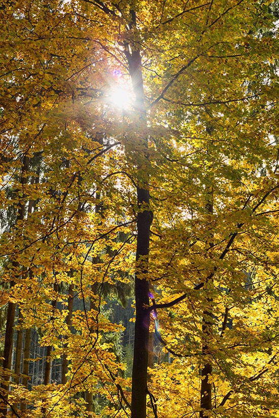 Bike Trip to the Black Forest