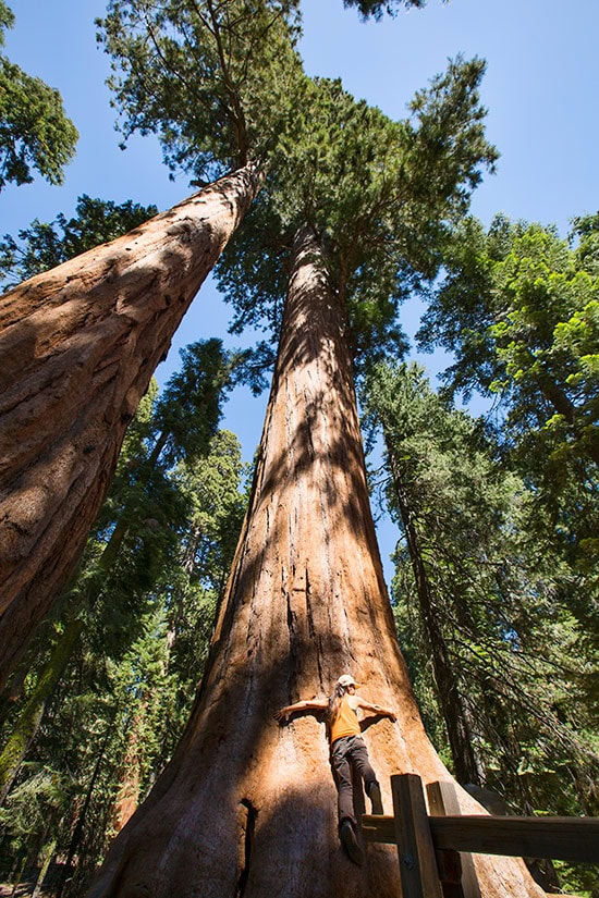 Sequoia National Park