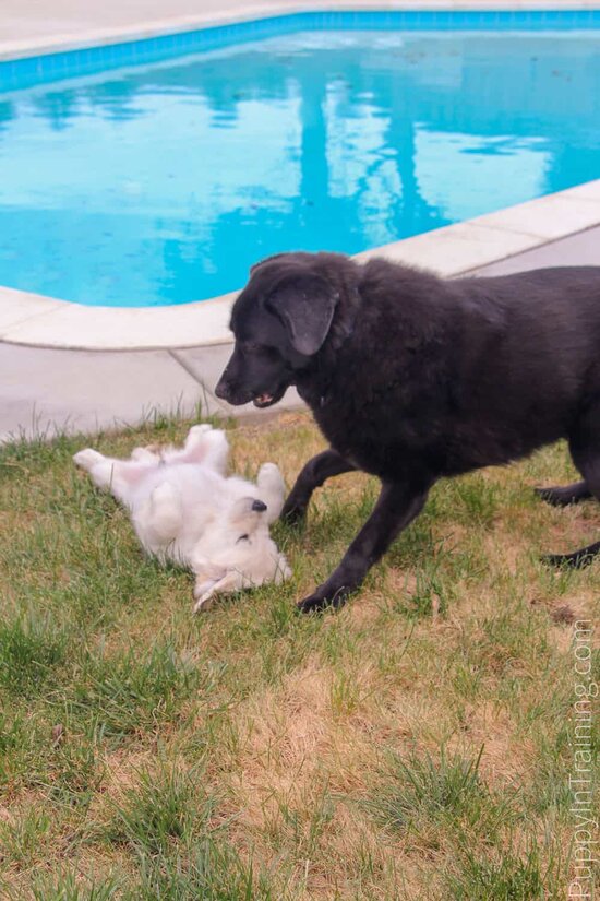 ライナス：トレーニングの最初の子犬 