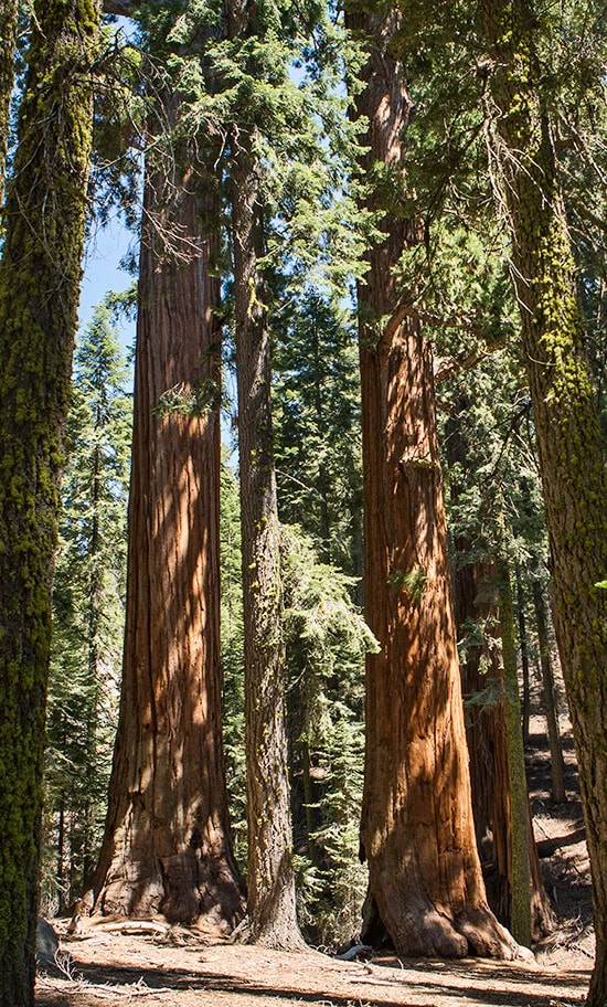 Sequoia National Park