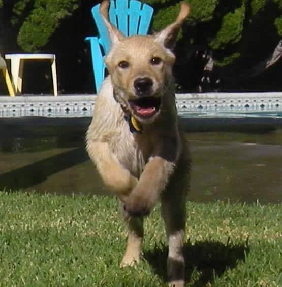 À quelle fréquence votre chien vous fait-il sourire ?