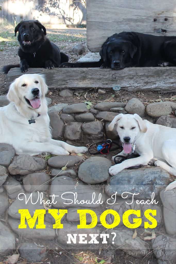 What should I teach my dogs next? My dog training class list