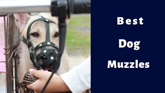 best dog muzzle