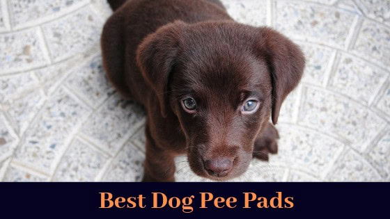 best dog pee pads