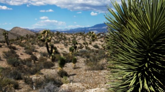 Prickly yucca plant in the desert