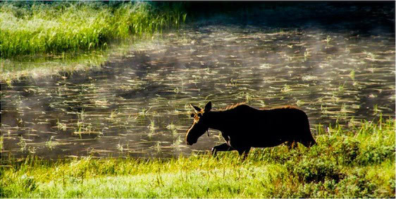 Jackson Hole Land Trust