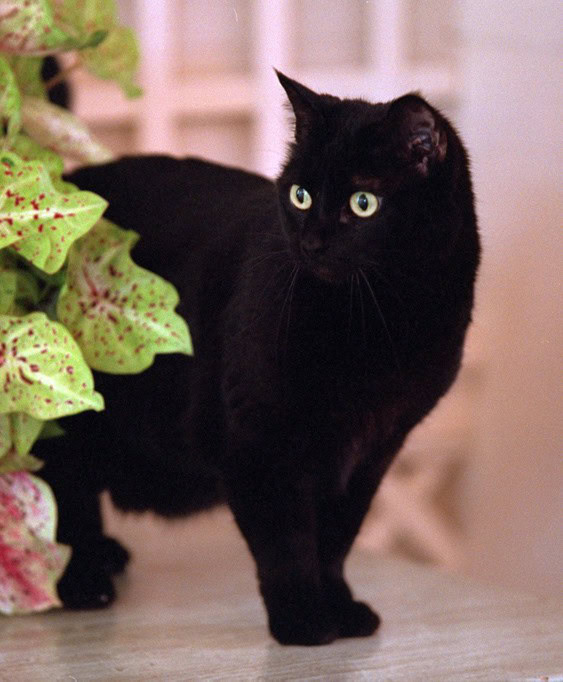 India, the White House cat. Photo: White House Kids, Bush Presidency