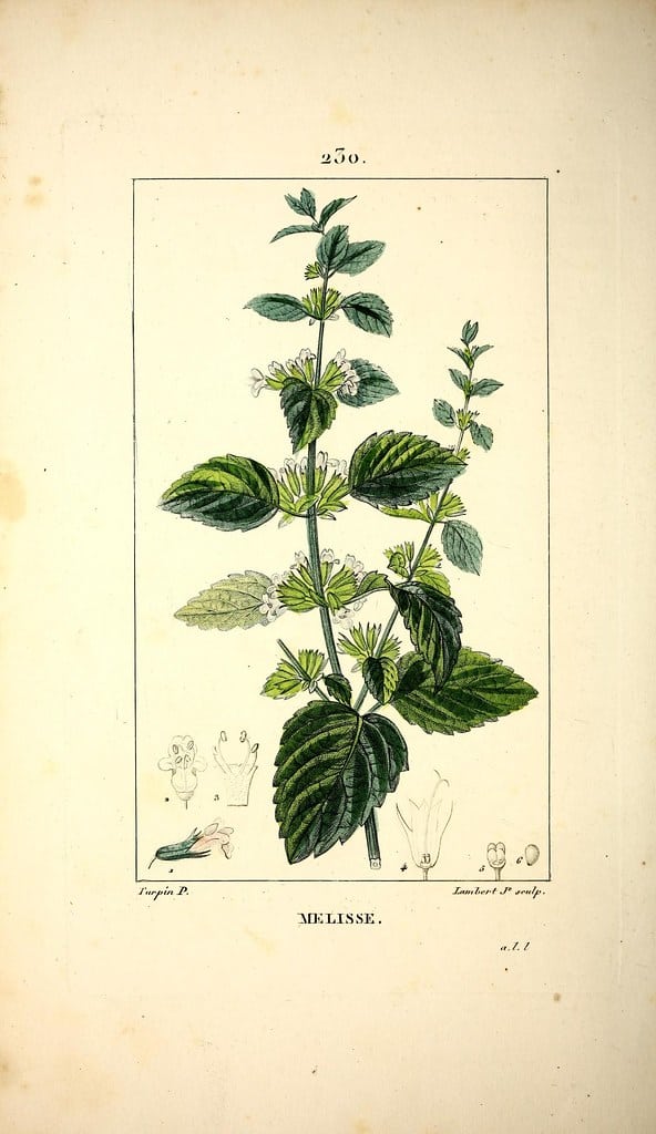 Lemon balm botanical illustration (the food and medicine of lemon balm)