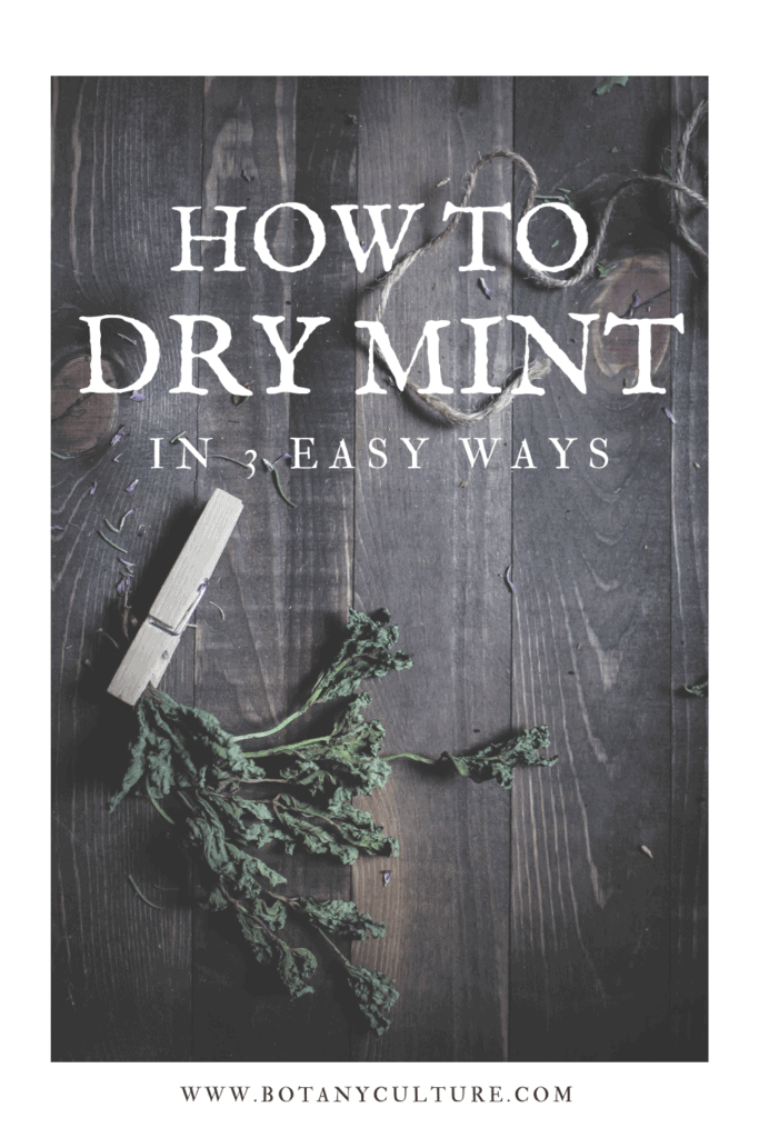 how to dry fresh mint