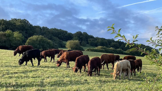 Ferme de la Potte Salers-Rindfleisch Besançon Doubs Ferme de la Potte Salers-Rindfleisch Besançon Doubs