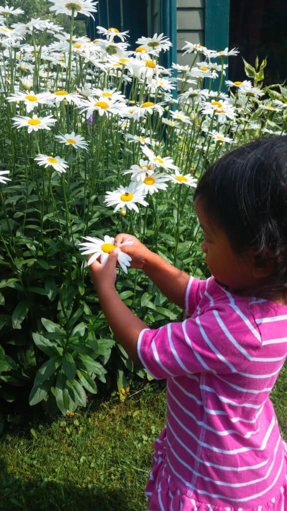 little girl picking daisies during a family trip to Letchworth state park in upstate New York