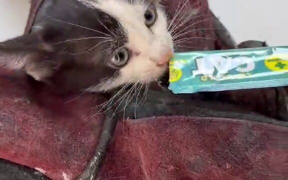 USTALARIN UZUN UĞRAŞLARI SONUCUNDA KURTARILAN YAVRU KEDİ, SÜRÜCÜ TARAFINDAN VETERİNERE GÖTÜRÜLEREK MUAYENE ETTİRİLDİ VE MAMA VERİLDİ.