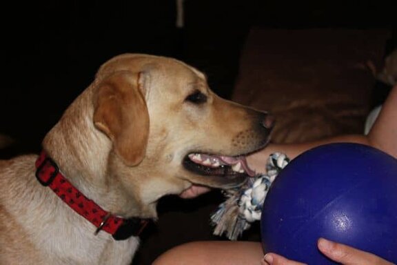 Dublin playing with his jolly ball