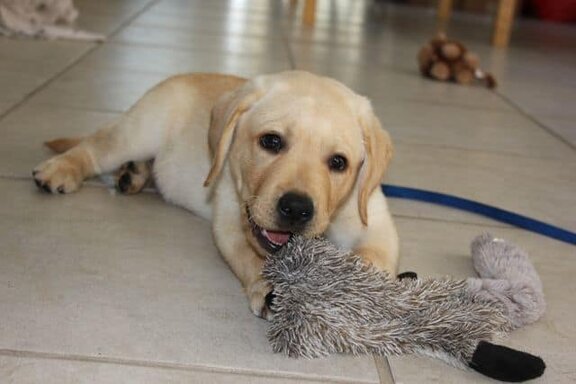 Toby with his new toy