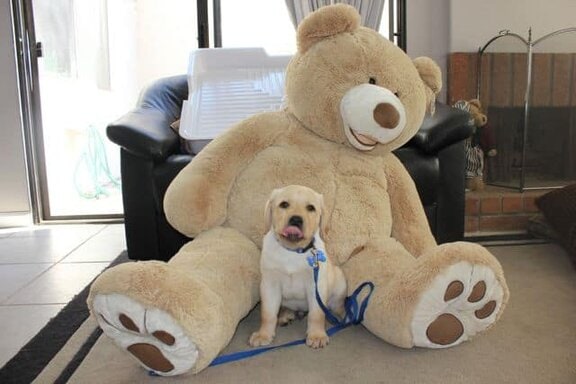 Toby and the giant teddy bear