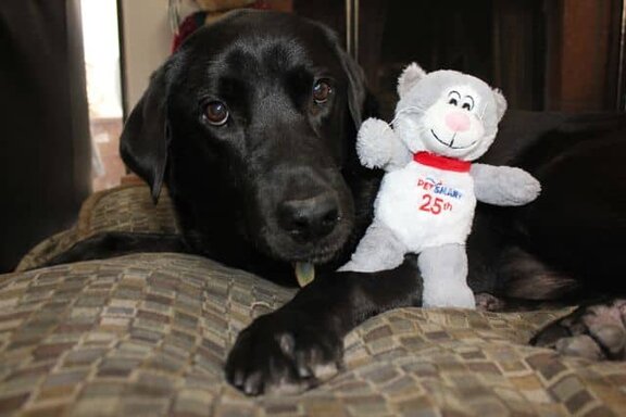 Weekend nazionale dell adozione di PetSmart! È ora di adottare un cucciolo?