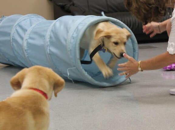 Tasha At Puppy Kindergarten