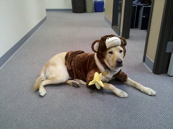 Dublin Monkey Halloween Dog Costume