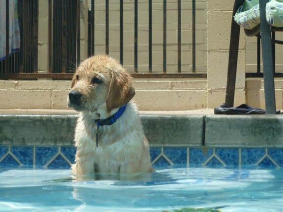 Archie the water dog