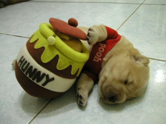 The Cutest Pooh bear dog Halloween costume ever! EVER!!!