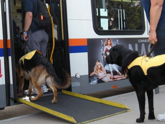 Guide dogs in training boarding the bus