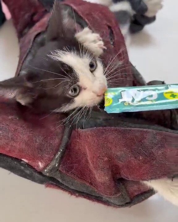USTALARIN UZUN UĞRAŞLARI SONUCUNDA KURTARILAN YAVRU KEDİ, SÜRÜCÜ TARAFINDAN VETERİNERE GÖTÜRÜLEREK MUAYENE ETTİRİLDİ VE MAMA VERİLDİ.