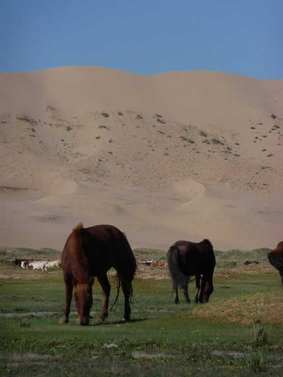 Horses in the Gobi Desert Mongolia
