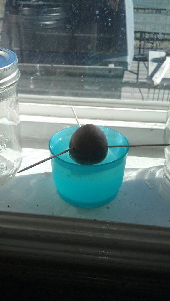 I am growing an avocado tree, we will see how it goes...