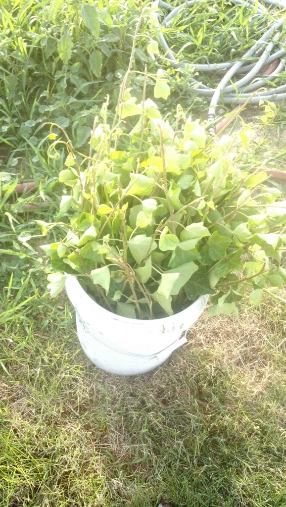 I got my Ivy clippings for the roof today also.  I stole these from the yard at my work, they are ripping out all the ivy this week i was told so I thought I had better hurry and grab some while it was there.  This is my roof :)