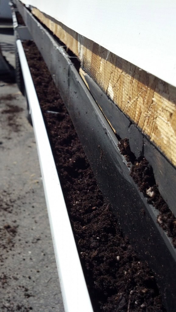 All dirted up, we [James] drilled holes through the bottoms of these to allow for drainage then we filled the gutters/planters with dirt/peat moss. 
