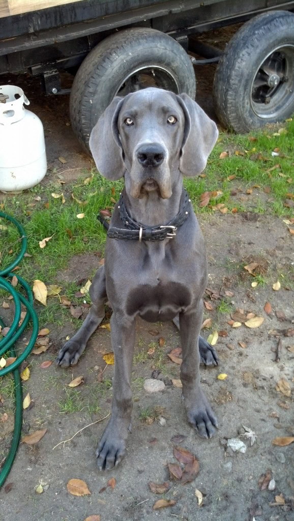 And one last show of Mr denver this morning being a good boy!  H has gotten really outgoing at the dog park finally, it took him a while to get ok with it but now he looks forward to it and get's really excited as soon as he recognizes the route!  He still perfers the little tiny dogs but he's made  few other 6 month old puppy friends :)  The one we go to always seems to have other Great Danes and Mastiffs, he get's a little scared of them, I think he truly believes he is about 5-10 pounds... :) 