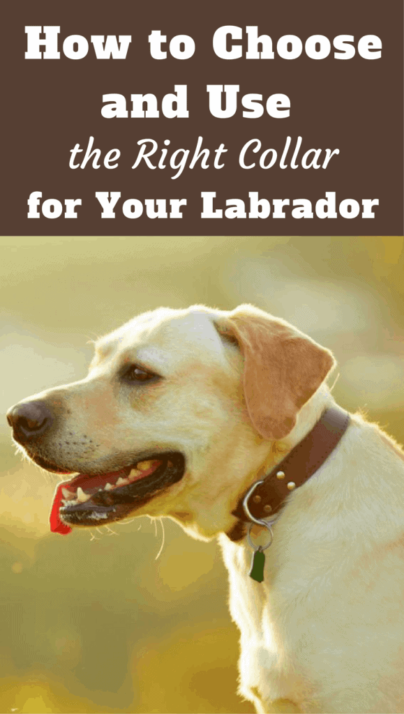 With many types and styles available, choosing a collar for your Labrador isn't as simple as you think! This article will help you make the right decision.