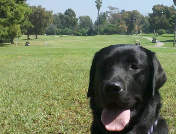 Treacle, guide dog pup and golfer!