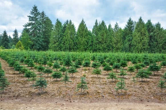 Heritage Reforestation Inc. Reviews the Pivotal Role Reforestation in Climate Change Mitigation