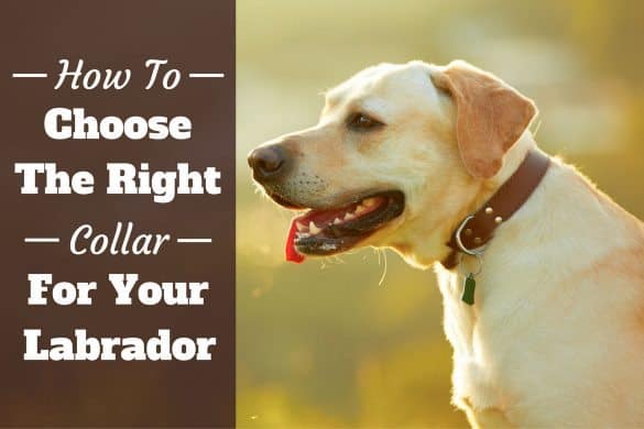 How to choose a collar for a Labrador - A yellow lab with a nice leather collar